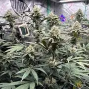 Winter Grow 2026 (Phylos Cheddar Cheese)
