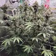 Winter Grow 2026 (Phylos Cheddar Cheese)