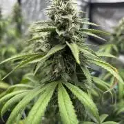 Summer Grow 2026