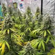 Summer Grow 2026