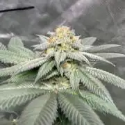 HONEY GAS-OLD SCHOOL GENETICS