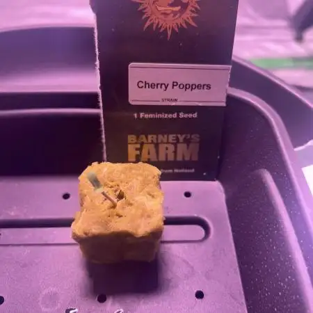 Cherry Poppers