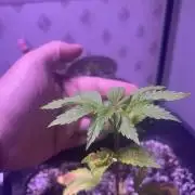 3 x OG Kush