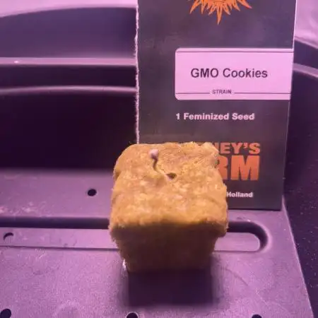 GMO Cookies Barneys Farm