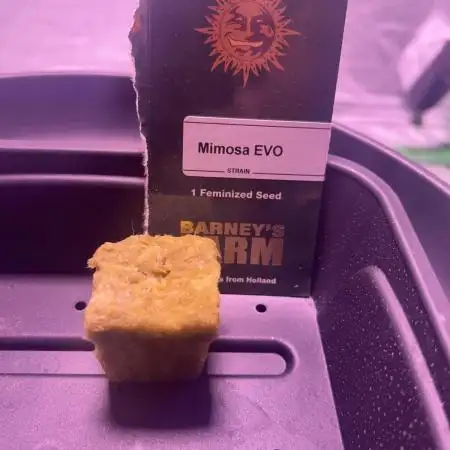 Mimosa Evo