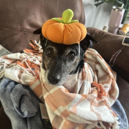 Regular seeds from a past stressed grow