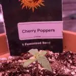Cherry Poppers