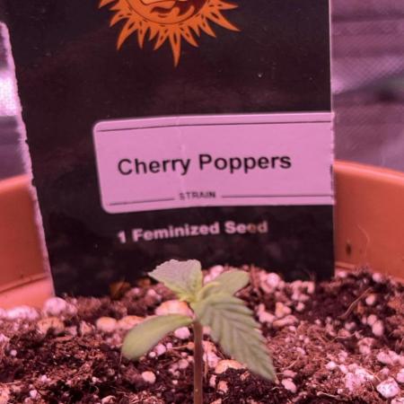 Cherry Poppers