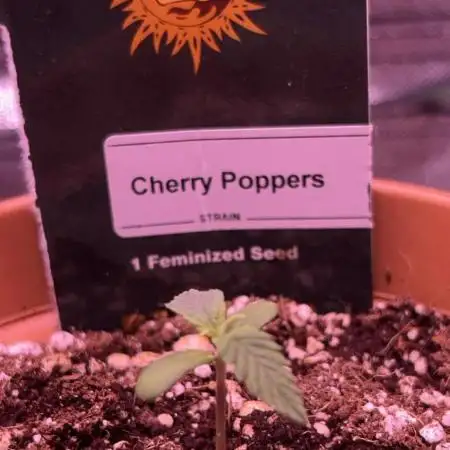 Cherry Poppers