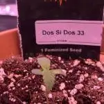 Dos Si Dos #33