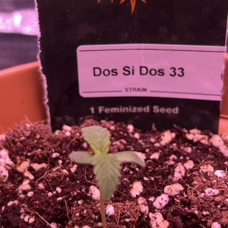 Dos Si Dos #33