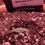Mimosa Evo