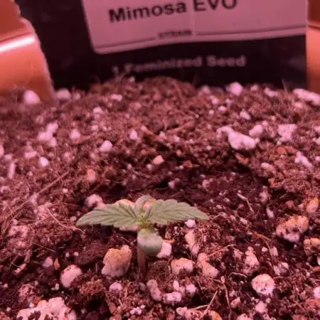 Mimosa Evo
