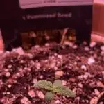 GMO Cookies Barneys Farm