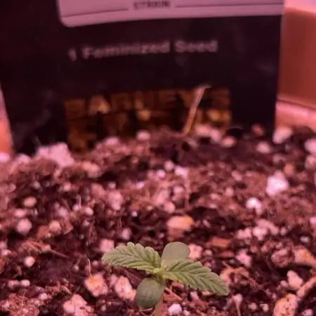 GMO Cookies Barneys Farm