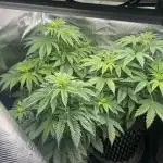 Gelato 44