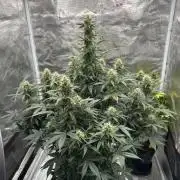 Black Rainbow Auto_Organic Homegrow