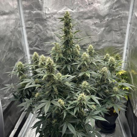 Black Rainbow Auto_Organic Homegrow