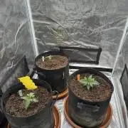 Ganja Farmer Grow