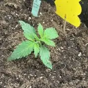 Ganja Farmer Grow
