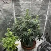 Black Rainbow Auto_Organic Homegrow