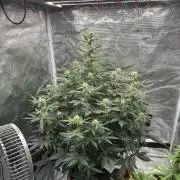 Black Rainbow Auto_Organic Homegrow