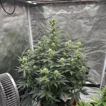 Black Rainbow Auto_Organic Homegrow