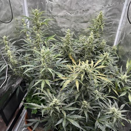 Ganja Farmer Grow
