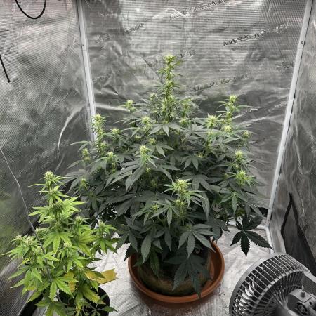 Black Rainbow Auto_Organic Homegrow