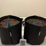 First Grow