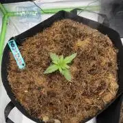 Apricot Auto // MX