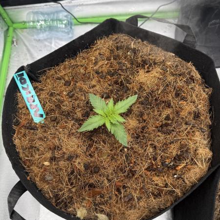 Apricot Auto // MX