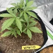 Guava Auto // MX