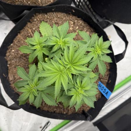 Mimosa EVO // MX