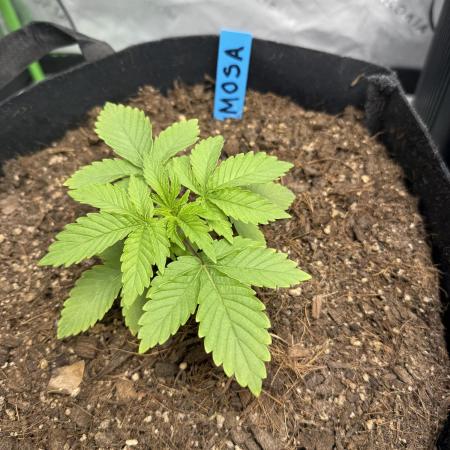 Mimosa EVO // MX