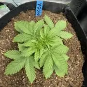 Mimosa EVO // MX
