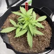 Tangie Auto // MX