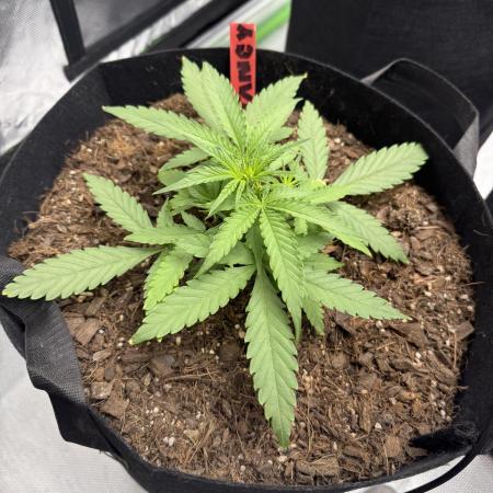 Tangie Auto // MX