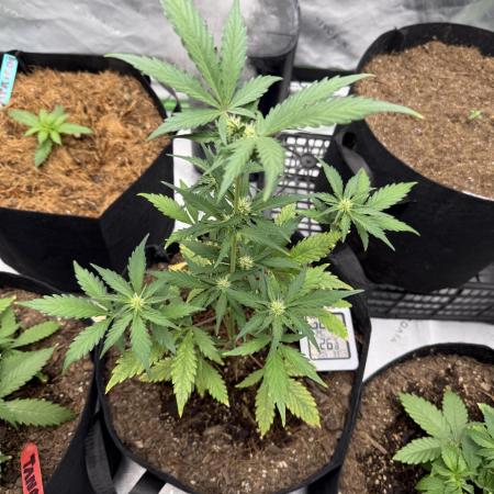Guava Auto // MX