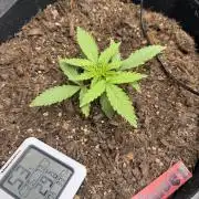 Tangie Auto // MX