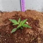 Star Kush x Amnesia