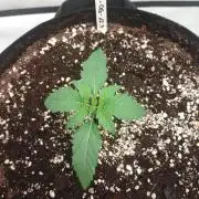 Pineapple OG Auto