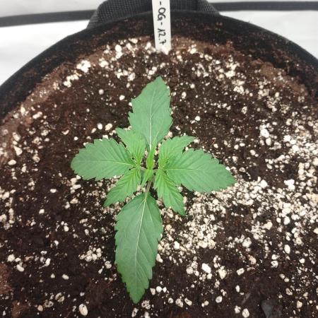 Pineapple OG Auto