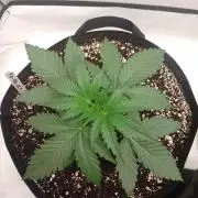 Pineapple OG Auto
