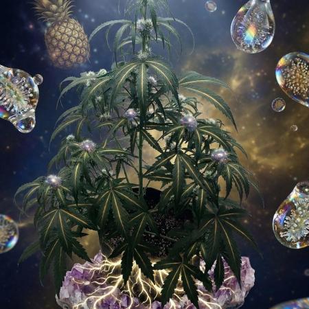 Pineapple OG Auto
