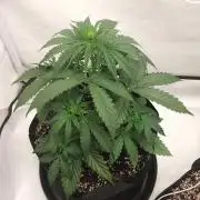Pineapple OG Auto