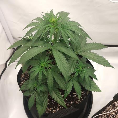 Pineapple OG Auto