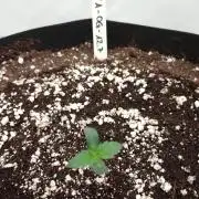 Pineapple OG Auto