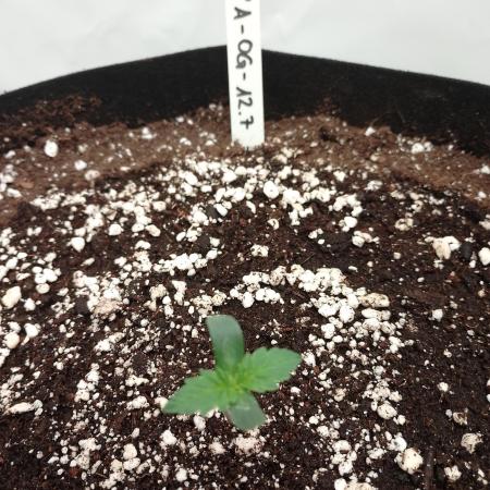 Pineapple OG Auto