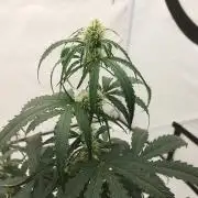 Pineapple OG Auto